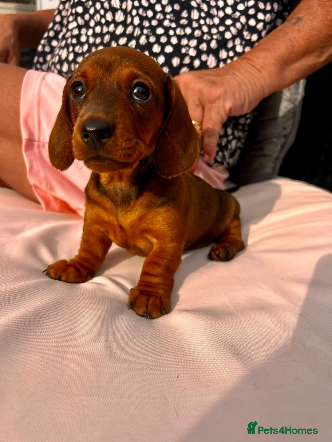 Miniature Dachshund dogs for sale: Beautiful miniature dachshunds in Treharris - Advert 1