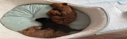 Cavapoochon dogs for sale: F1B Cavapoochon (Toy Poodle) - Advert 4