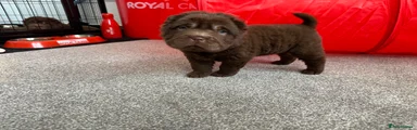 Shar Pei Puppy 6