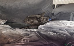 French Bulldog dogs for sale: Kc registered blue male French bulldog 8 months  - Image 8