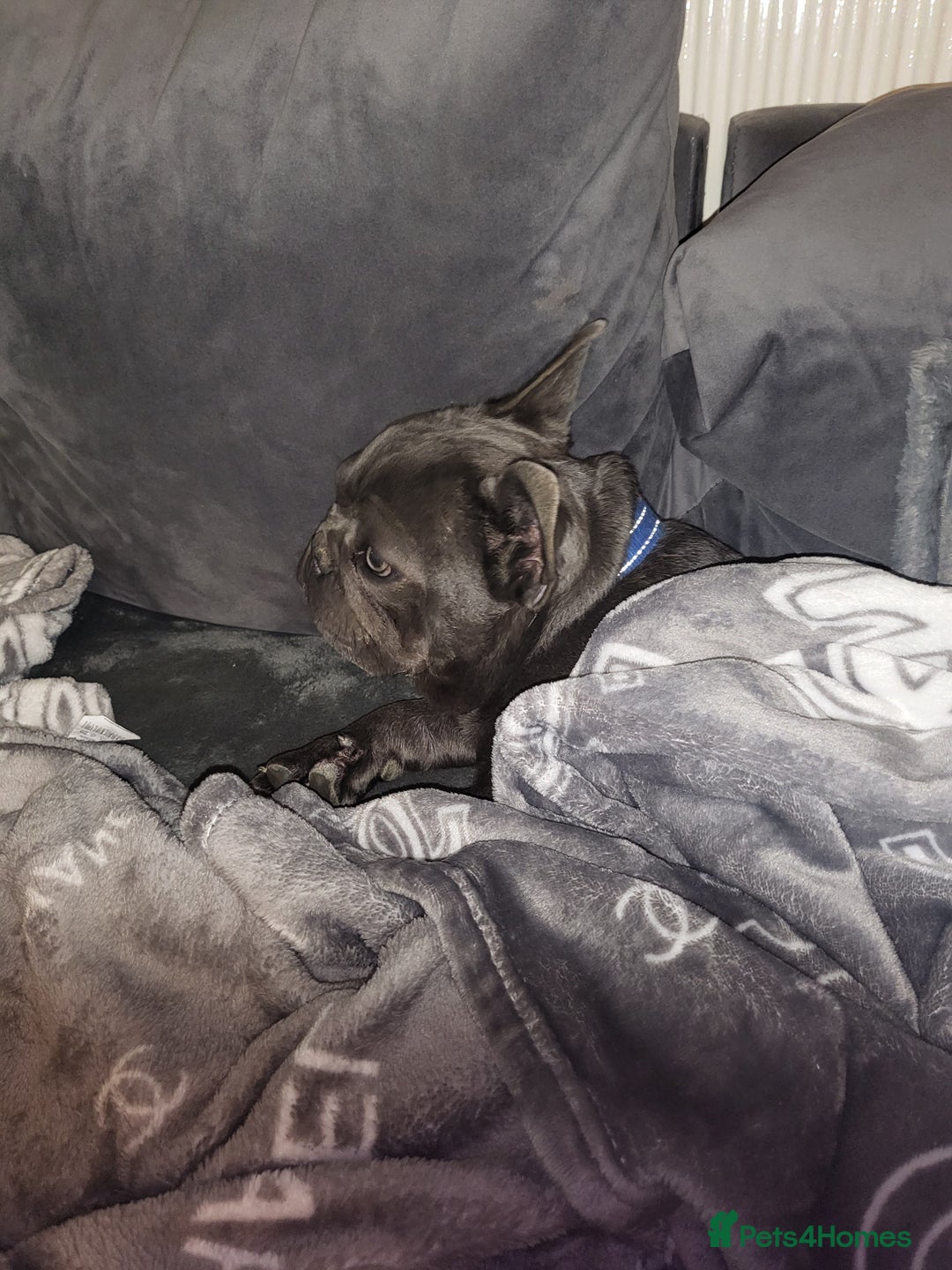 French Bulldog dogs for sale: Kc registered blue male French bulldog 8 months  - Image 8