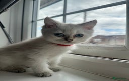 British Shorthair cats for sale: ❤️ White, gold tipped British shorthairs ❤️ in Slough - Image 15