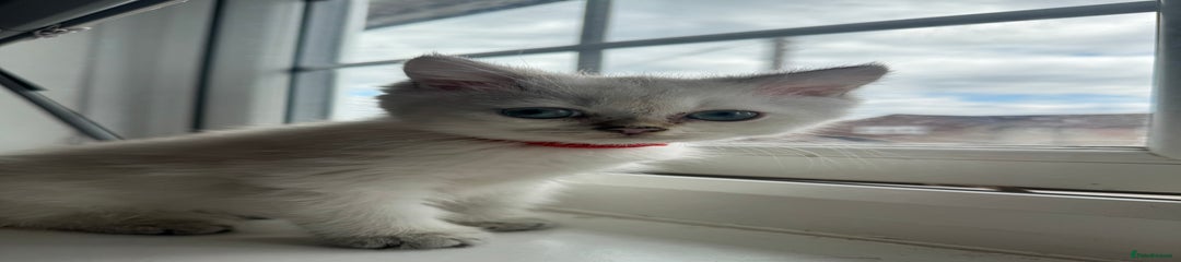 Red collar