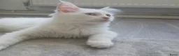 Mixed Breed cats for sale: Unique fluffy kitten for sale 😍  in Ipswich - Advert 2
