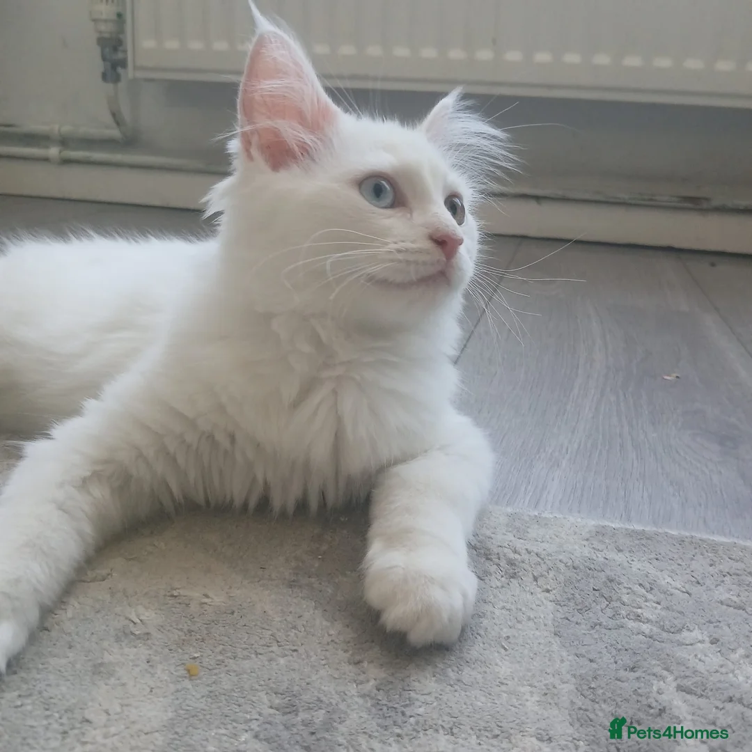 Mixed Breed cats for sale: Unique fluffy kitten for sale 😍  in Ipswich - Advert 2
