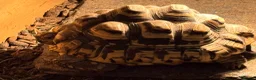 Tortoise reptiles for sale: Leopard tortoise including full set up - Advert 2
