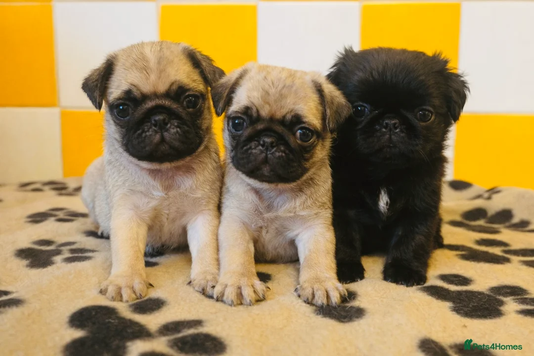 Pug dogs for sale: Stunning pug puppies  - Advert 1