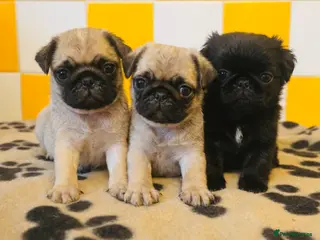 Pug dogs Stunning pug puppies - Advert 1