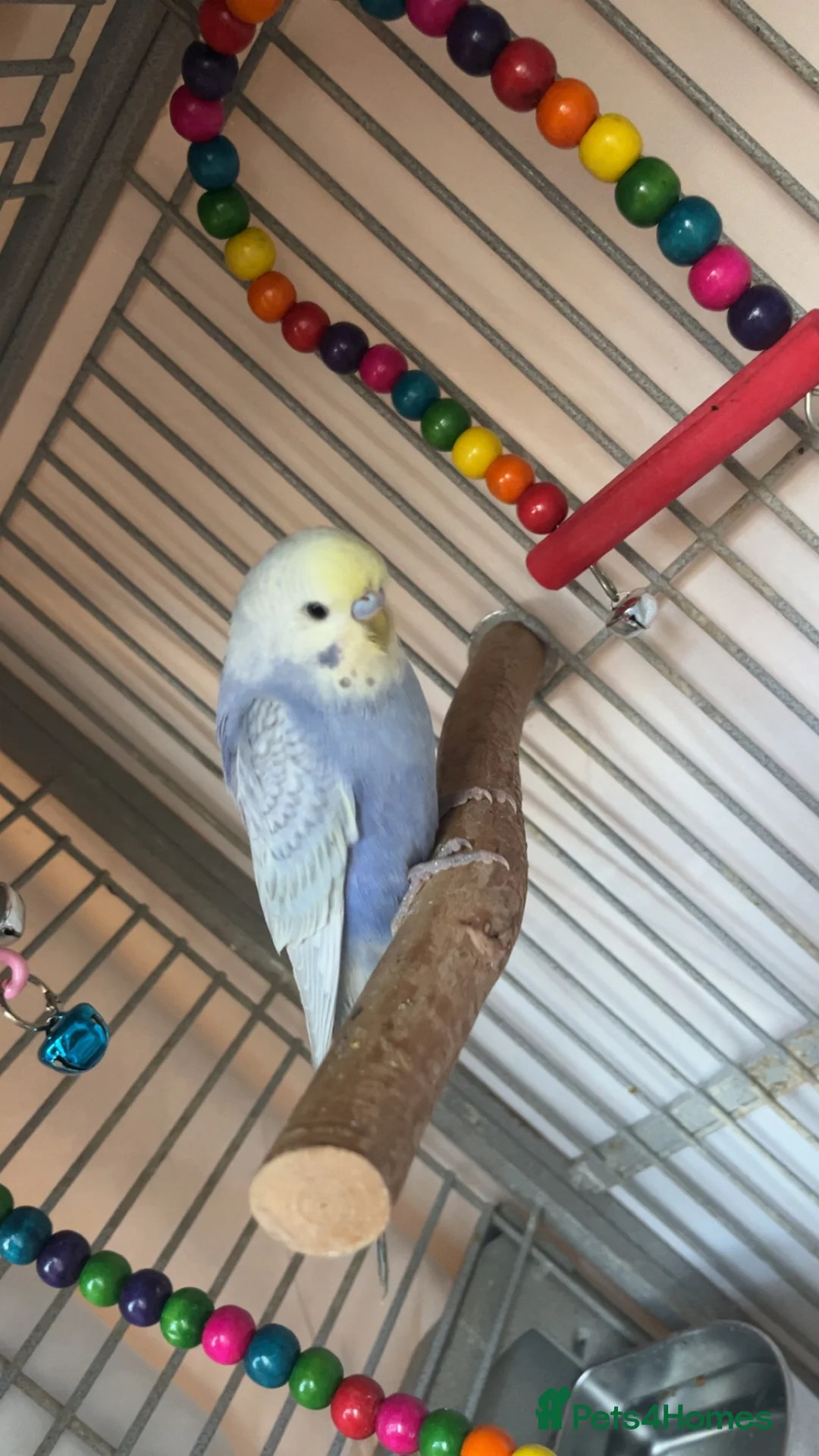 Budgerigars birds for sale: Male and female budgies - Advert 4