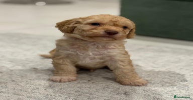 Cockapoo dogs Cockapoo puppies - Advert 13