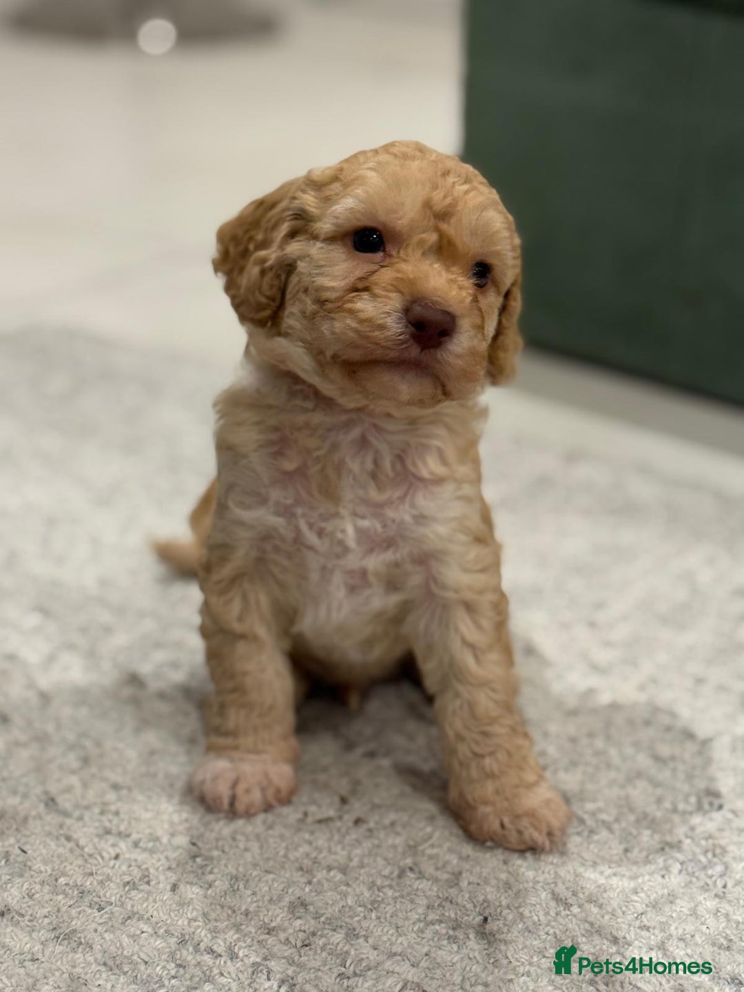 Cockapoo dogs for sale: Cockapoo puppies - Image 2