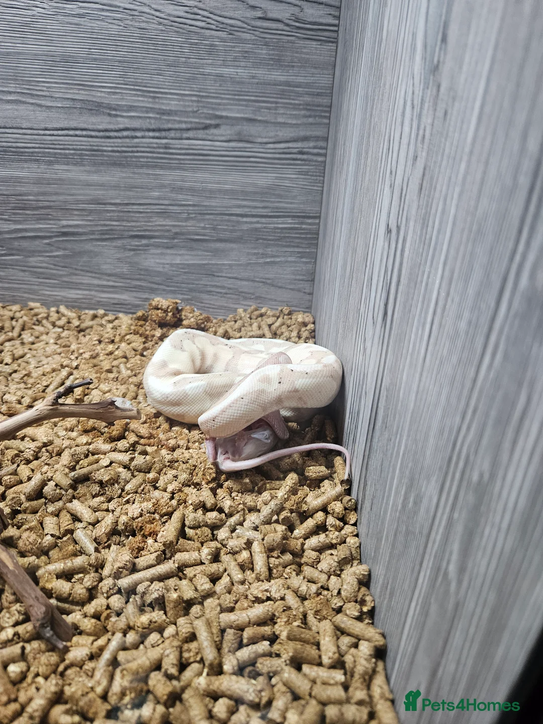 Python Snake reptiles for sale: Ball pythons - Advert 2