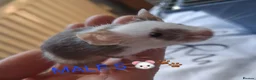 Mouse rodents for sale: MALE FANCY MICE 🐁🐾 in South Shields - Advert 13