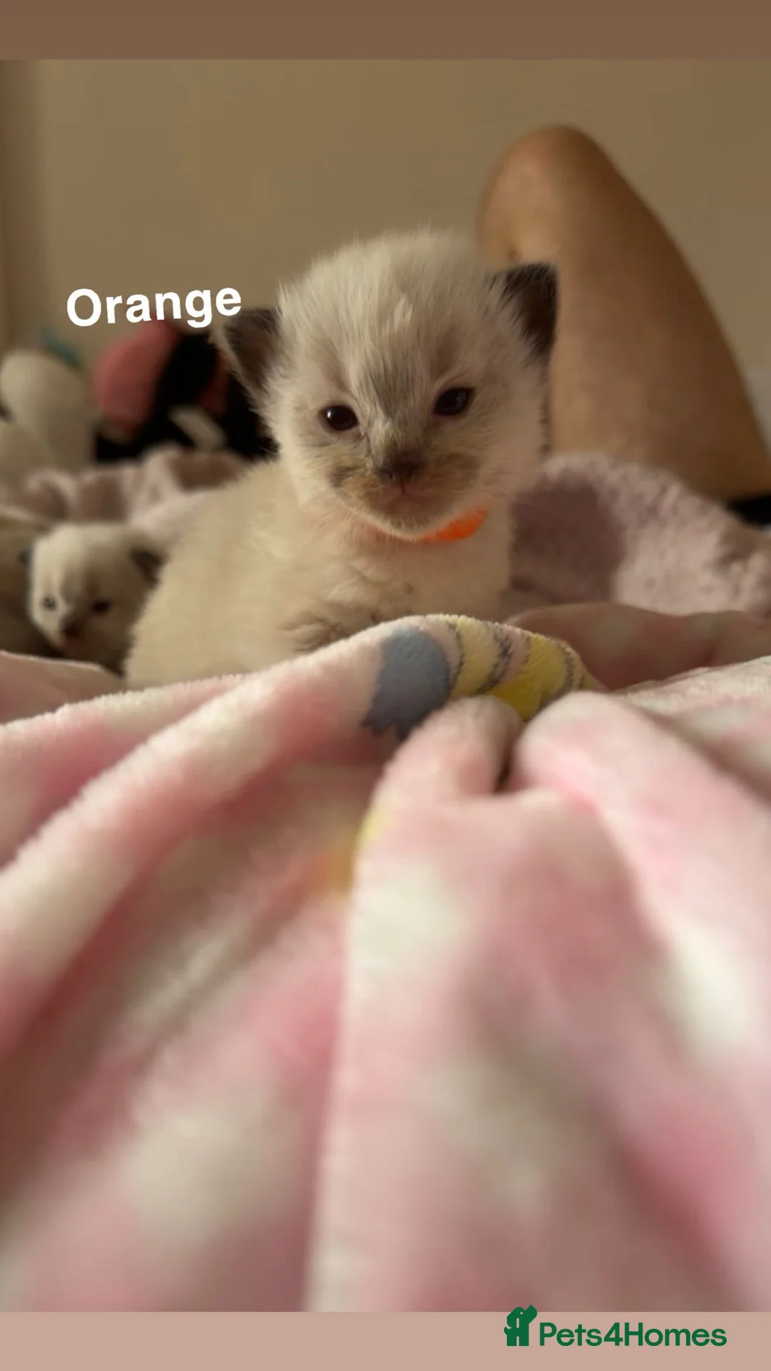 Ragdoll cats for sale: Beautiful Ragdoll kittens for sale in Port Talbot - Advert 2