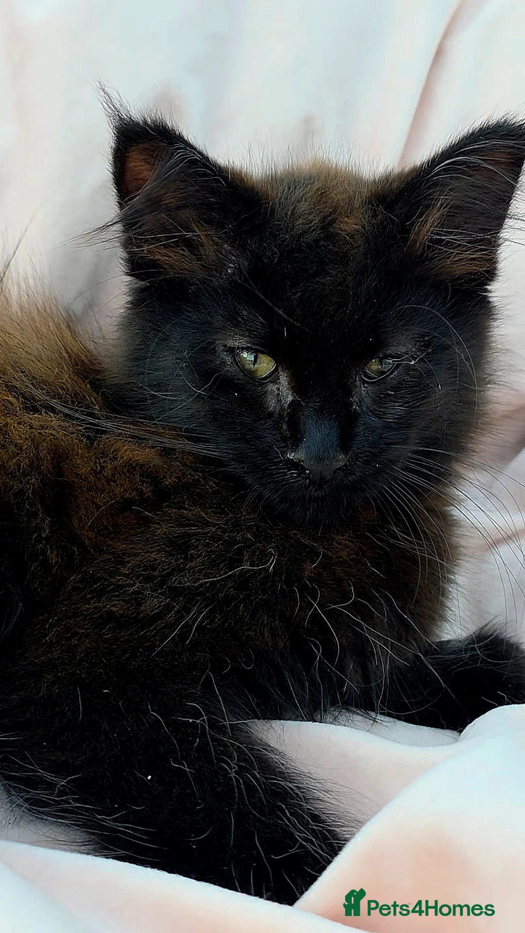 Mixed Breed cats for sale: Female Maine Coon X British Short Hair - Advert 2