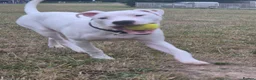 American Bulldog dogs for sale: Very loving american bulldog  - Advert 7