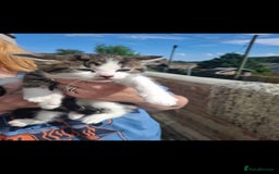 Domestic Shorthair cats for sale: Free, lovely 4 month old boy - Image 5