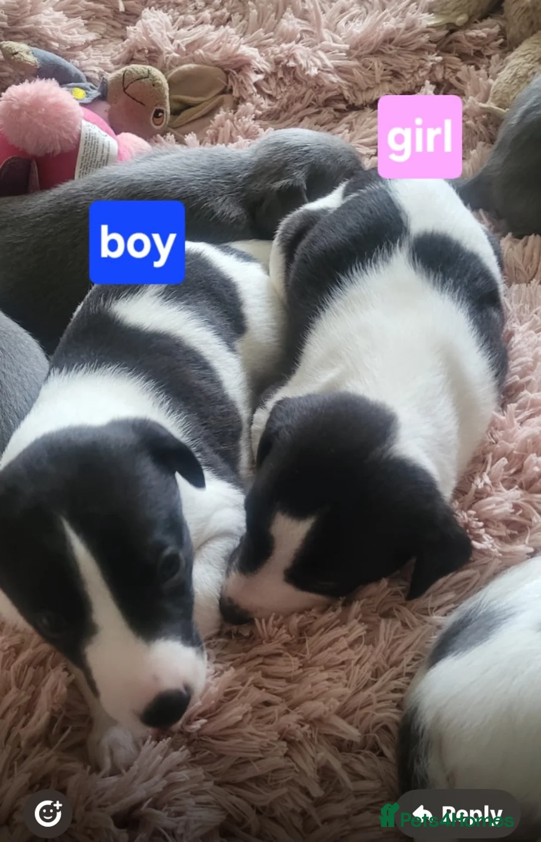 Whippet dogs for sale: Whippet puppys for sale - Advert 2