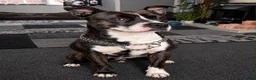 Mixed Breed dogs for sale: Staffordshire bull terrier  in Stoke-on-Trent - Advert 1