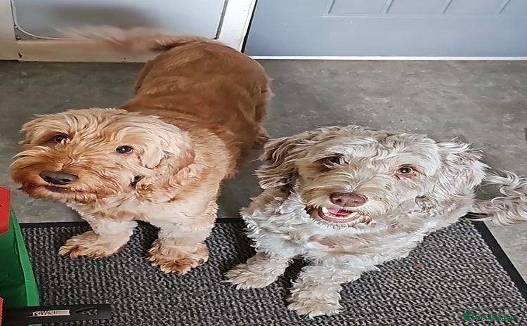 Cockapoo dogs - Advert 1