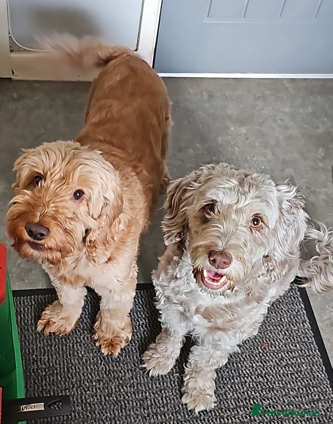 Cockapoo dogs for sale: Cockapoo Puppies - Ready 16 October 2025 - Image 1