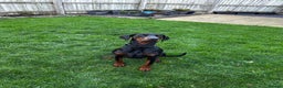 Dobermann dogs for sale: Zeena.   Doberman  - Advert 6