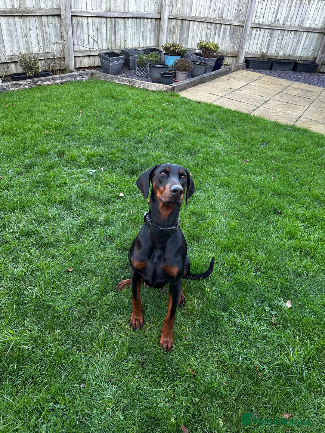 Dobermann dogs for sale: Zeena.   Doberman  - Advert 6