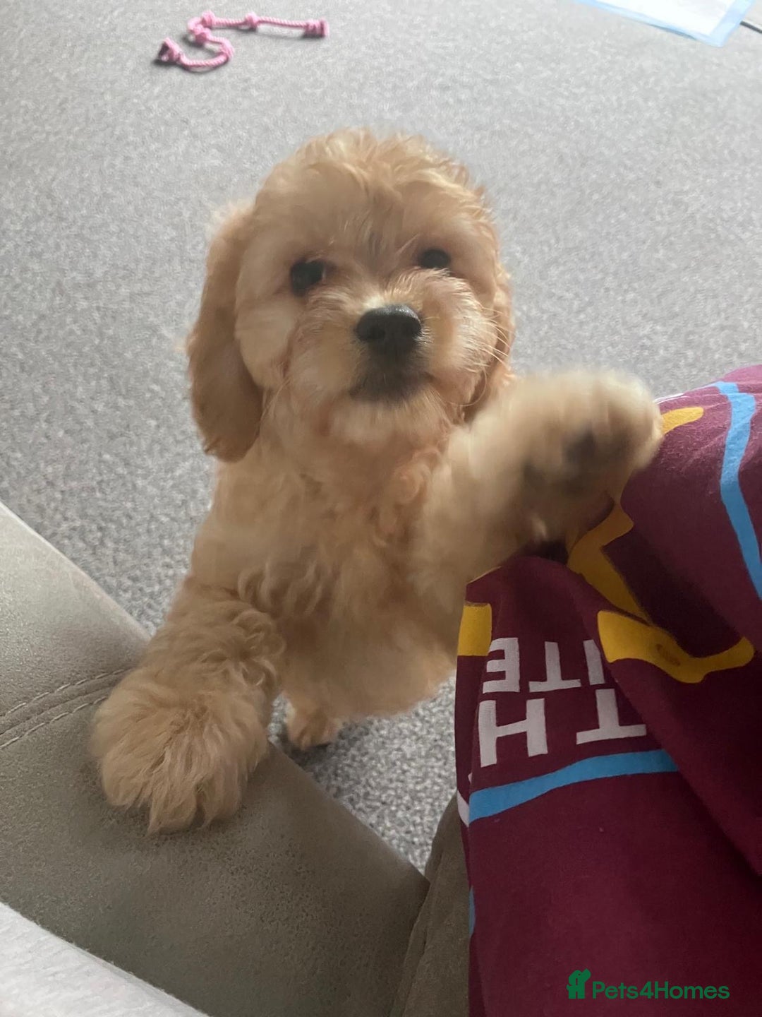 Cockapoo dogs for sale: Beautiful Cockerpoo puppy  - Advert 2