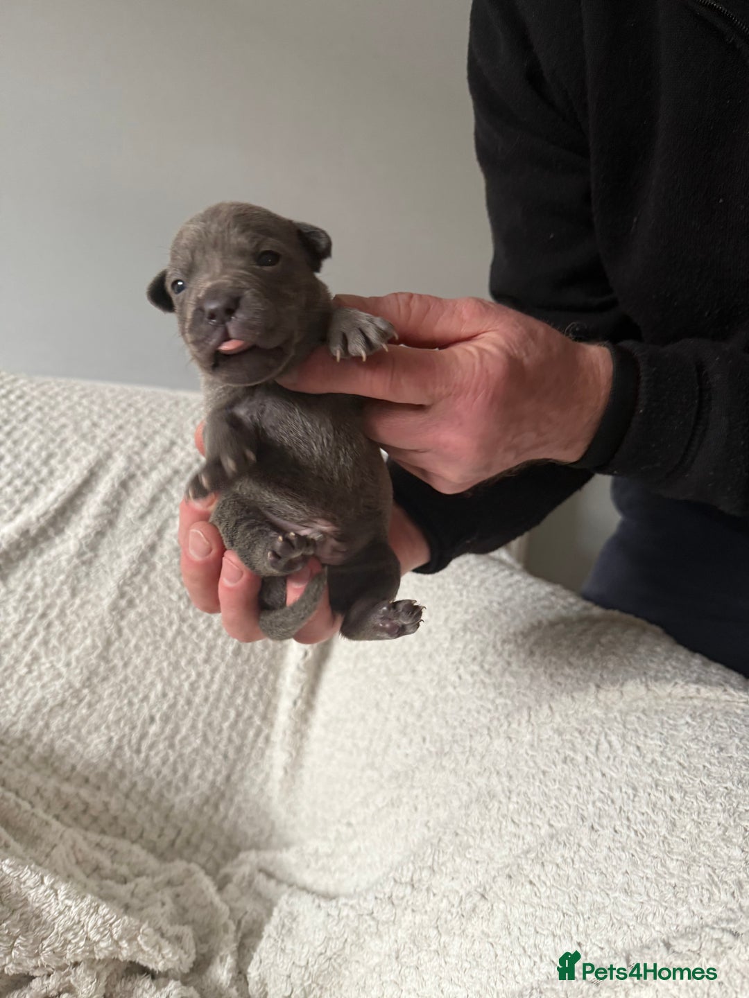 Staffordshire Bull Terrier dogs for sale: Six blue and black Staffordshire bull terriers  - Advert 11