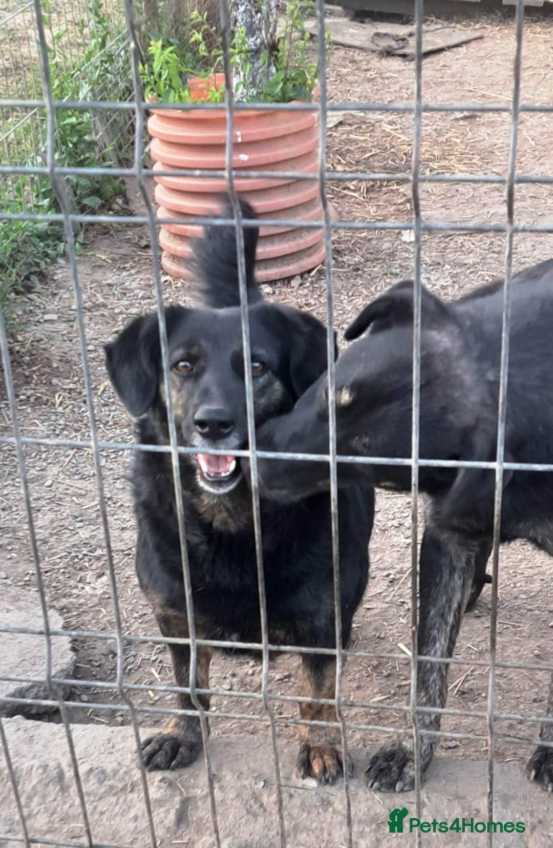 Mixed Breed dogs for adoption: Beautiful and Gentle LOLITA - for a Loving Home - Image 6