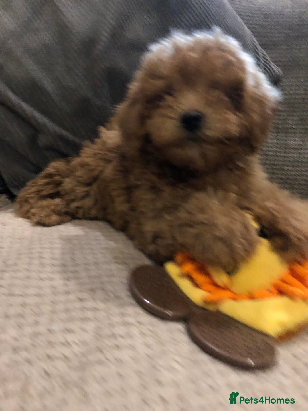 Mixed Breed dogs for sale: shihtzu cross puppies for sale - Advert 9