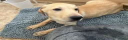 Labrador Retriever dogs for sale: Gorgeous Labrador Puppies, ready for forever homes - Advert 10