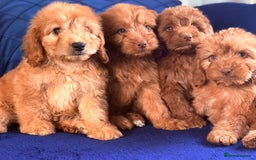 Cockapoo dogs for sale: Beautiful cockapoo puppies only  girls left  - Image 11