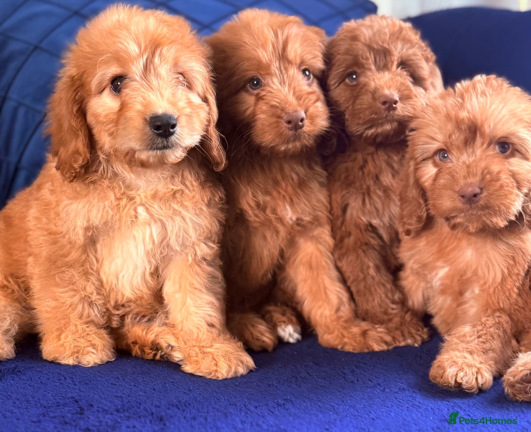 Cockapoo dogs for sale: Beautiful cockapoo puppies only  girls left  - Image 11