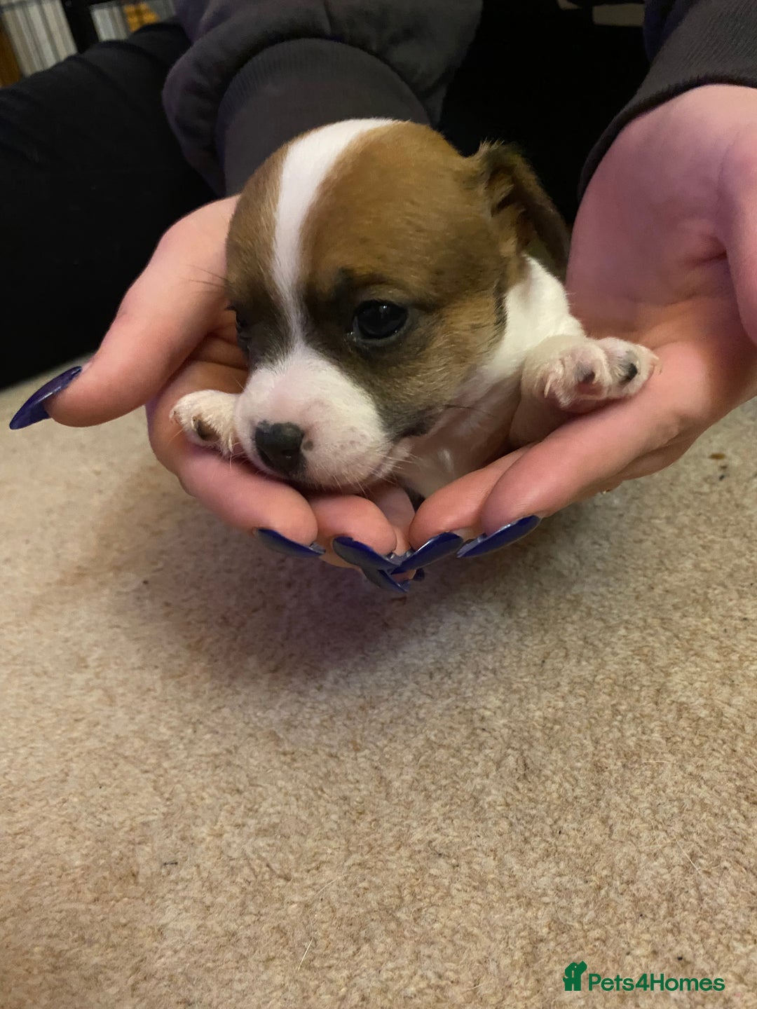 Jack Russell dogs for sale: Small Jack Russell pups  - Image 3