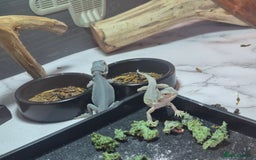 Bearded Dragon reptiles for sale: Baby bearded  dragons  - Image 25