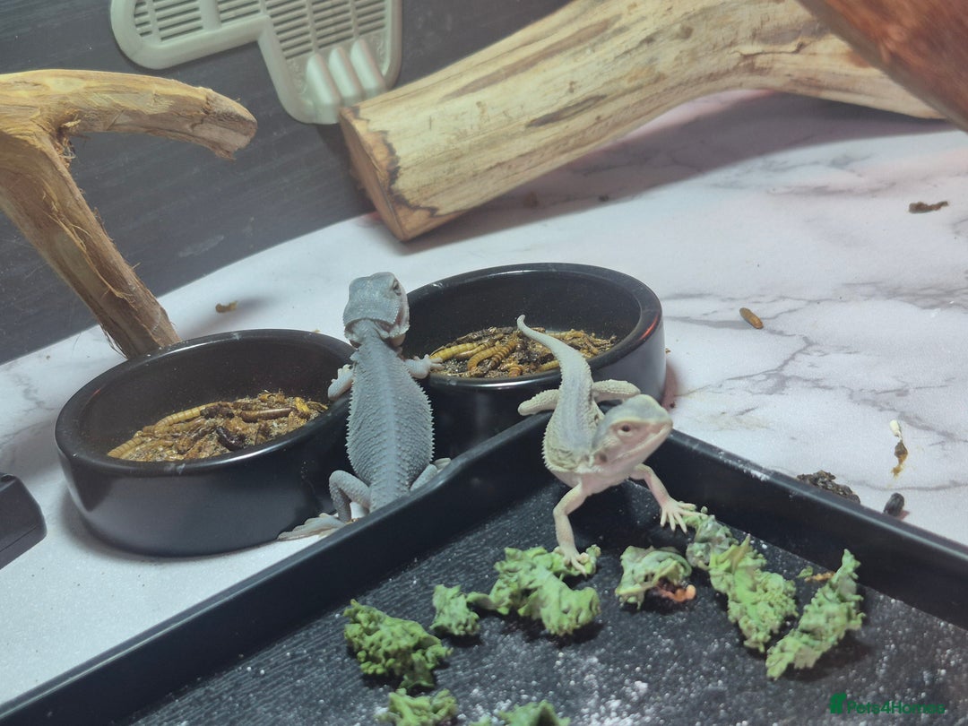 Bearded Dragon reptiles for sale: Baby bearded  dragons  - Image 25