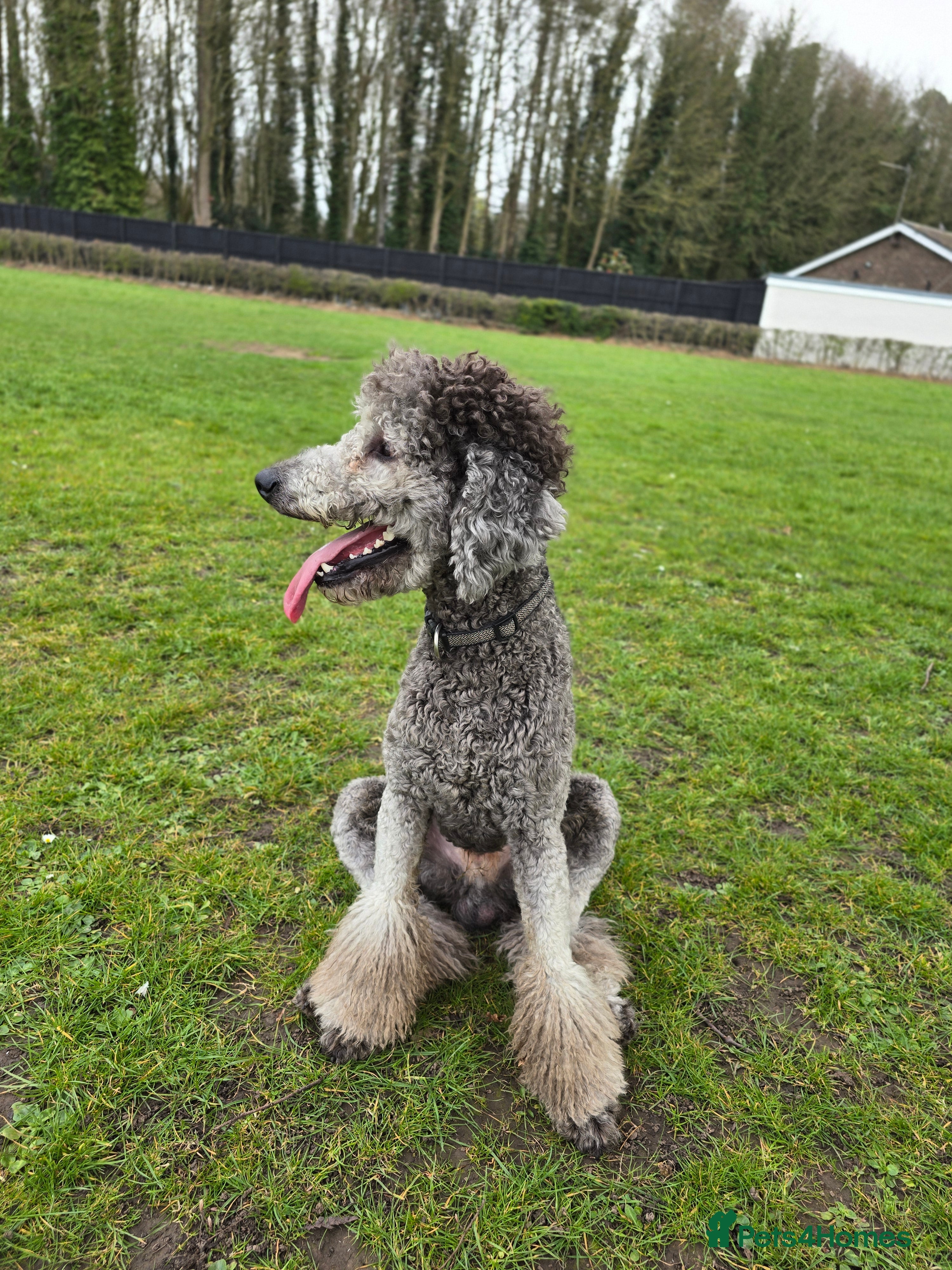 Standard Poodle dogs KC silver standard poodle for stud !  in Boston - Advert 2