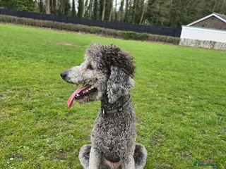 Standard Poodle dogs KC silver standard poodle for stud ! in Boston - Advert 17