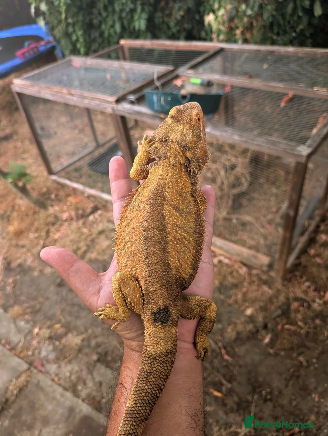 Bearded Dragon reptiles for sale: Proven adult bearded dragons ( read advert) - Advert 9