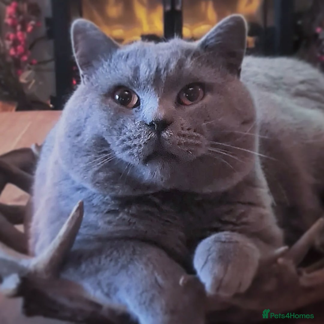 British Shorthair cats for stud: ⭐️ STUD BLUE BRITISH SHORTHAIR GCCF, WREXHAM ⭐️ in Wrexham - Image 4