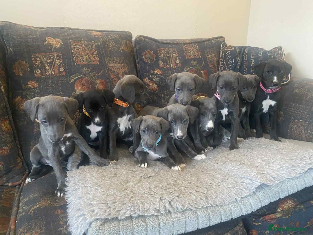 Mixed Breed dogs for sale: Beautiful Saluki x Whippet puppies - Image 7