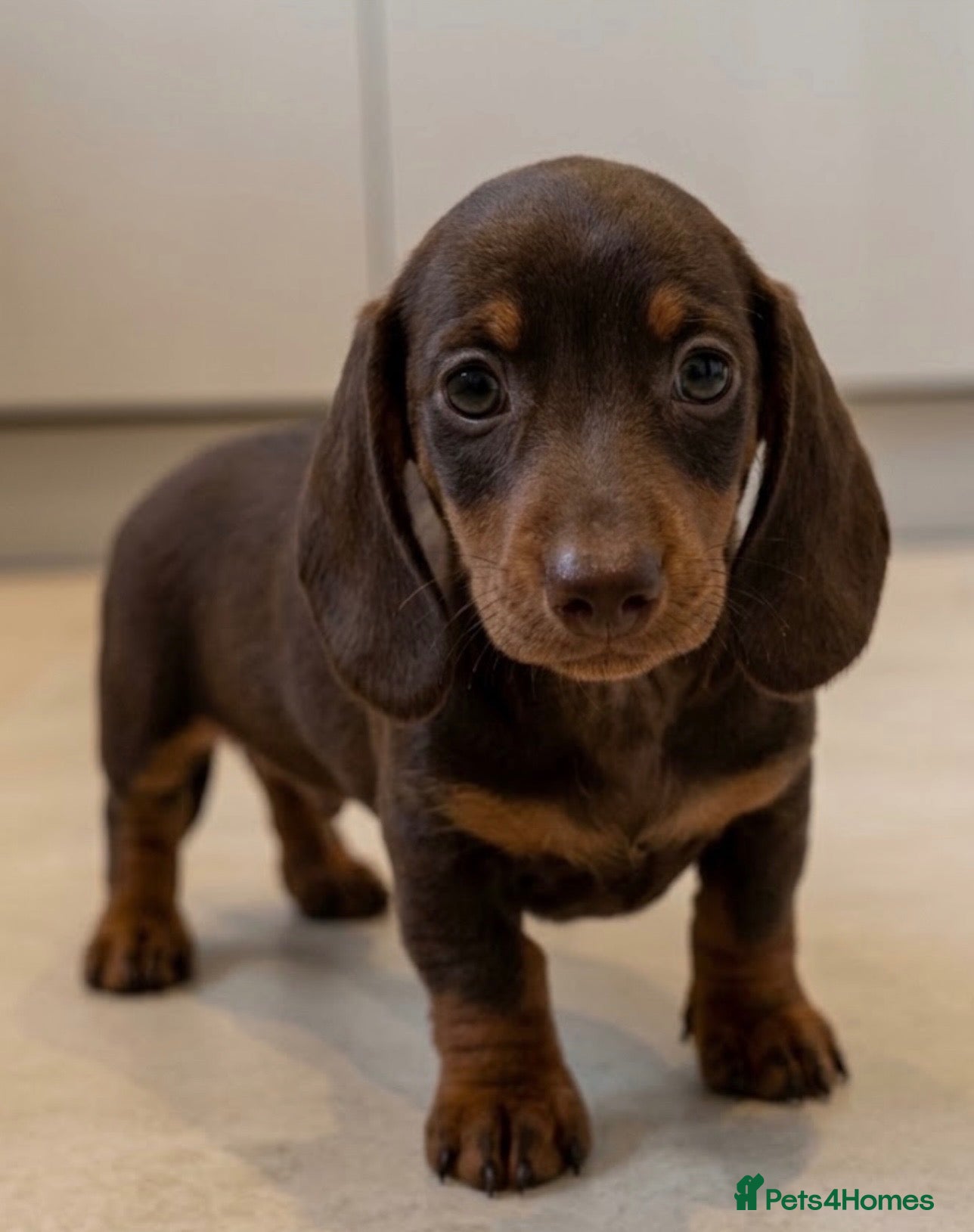 Miniature Dachshund dogs 1 Boy Remaining KC Short Haired Mini Dachshund  - Advert 10