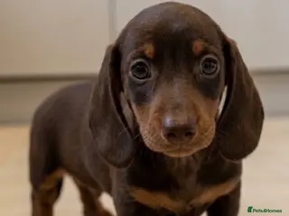 Miniature Dachshund dogs 1 Boy Remaining KC Short Haired Mini Dachshund - Advert 10