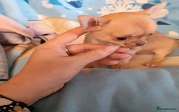 Chihuahua dogs for sale: Tiny Blue Fawn chihuahua boy  - Image 1