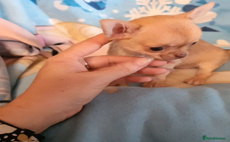 Chihuahua dogs - Advert 2
