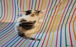 Mixed Breed cats for sale: Gorgeous kittens long and short haired - Image 4