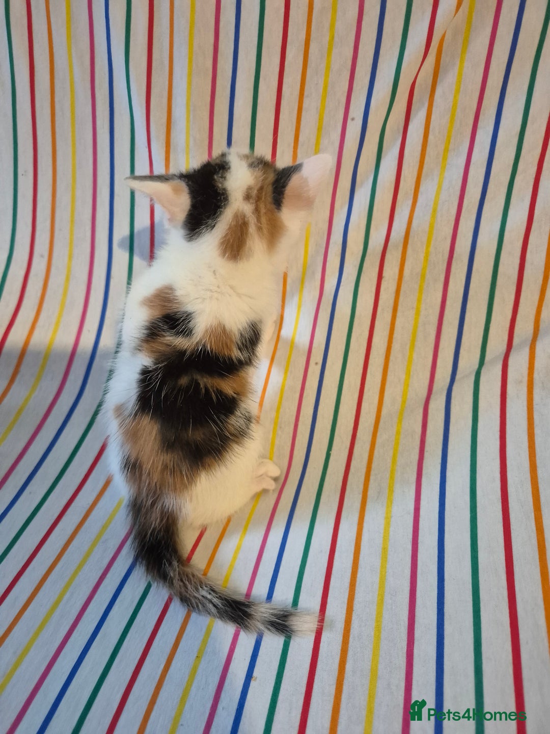 Mixed Breed cats for sale: Gorgeous kittens long and short haired - Image 4