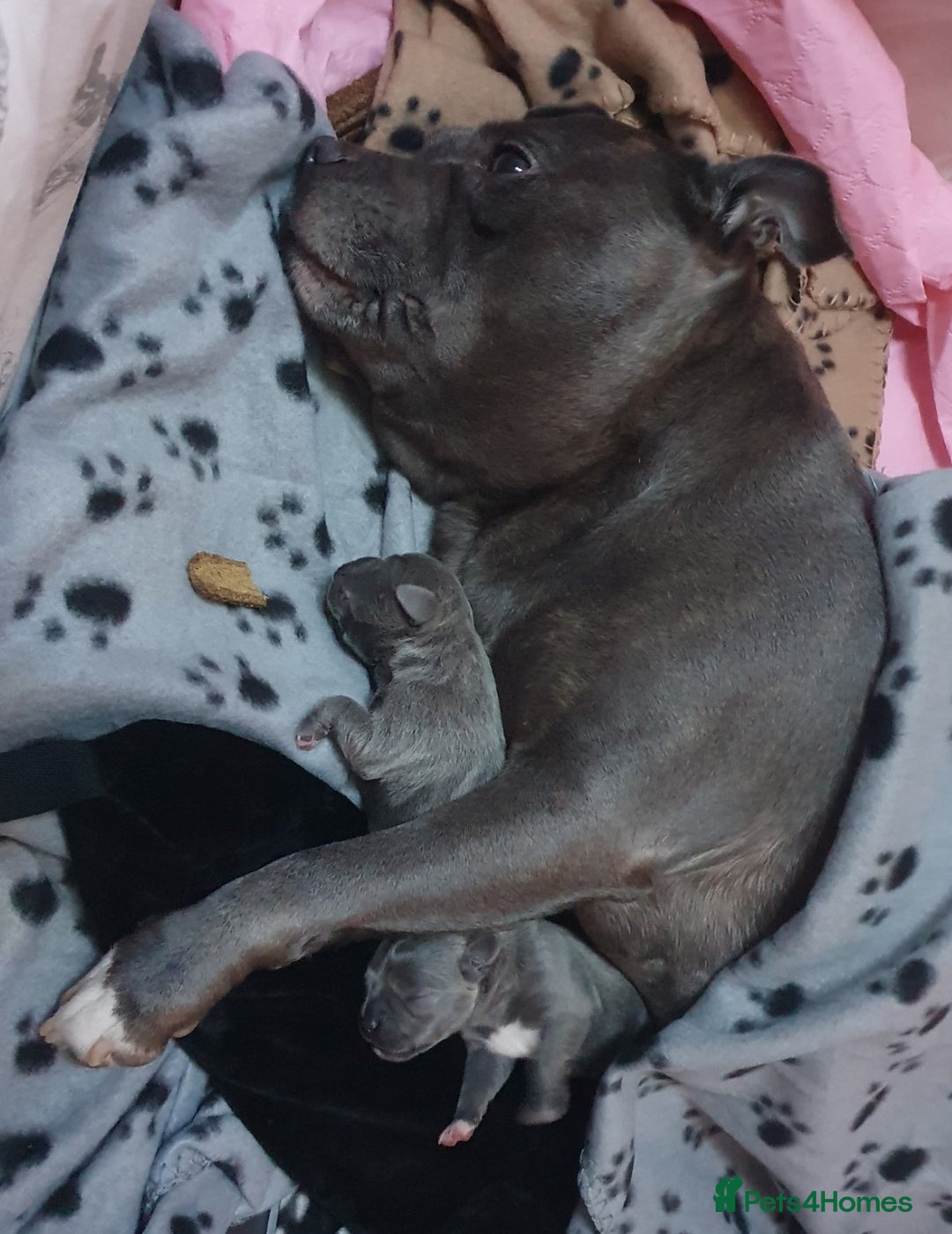 Staffordshire Bull Terrier dogs for sale: Twin large blue staffy boys - Image 4