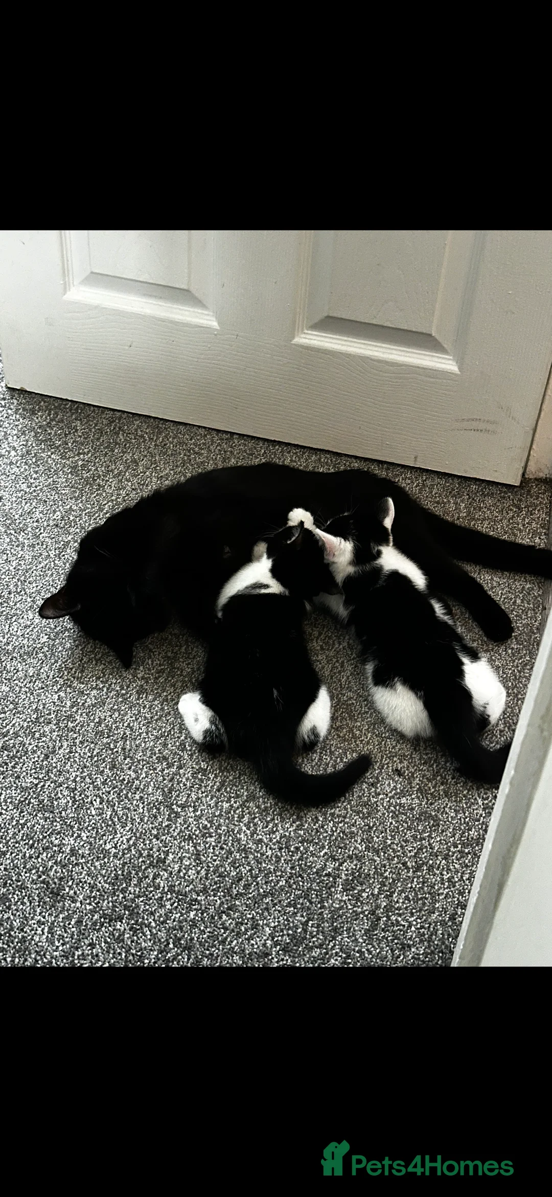 Mixed Breed cats for sale: Goose 🪿 - Advert 14